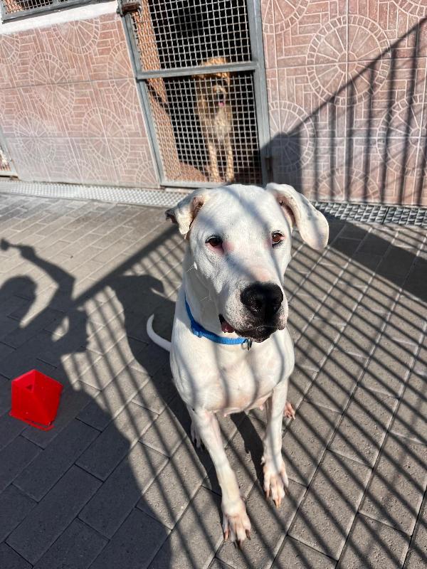 LOLA DOGO ARGENTINO Foto 3